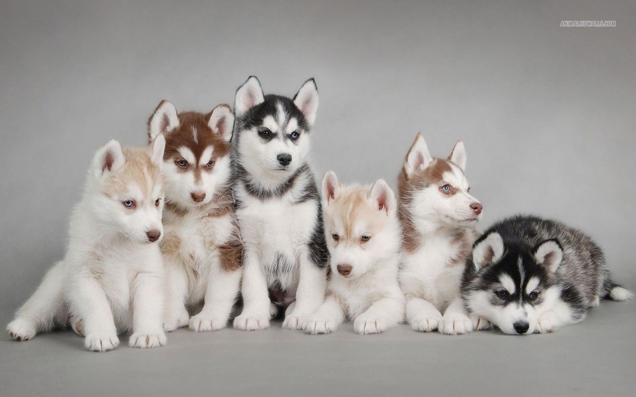 alaskan husky puppies