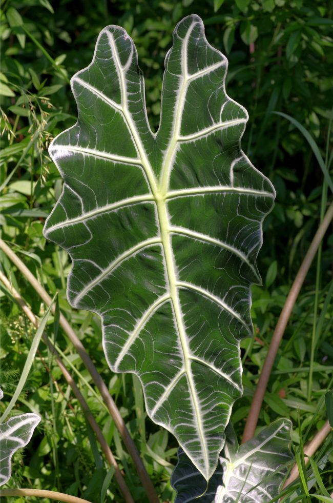 alocasia amazonica care alocasia polly