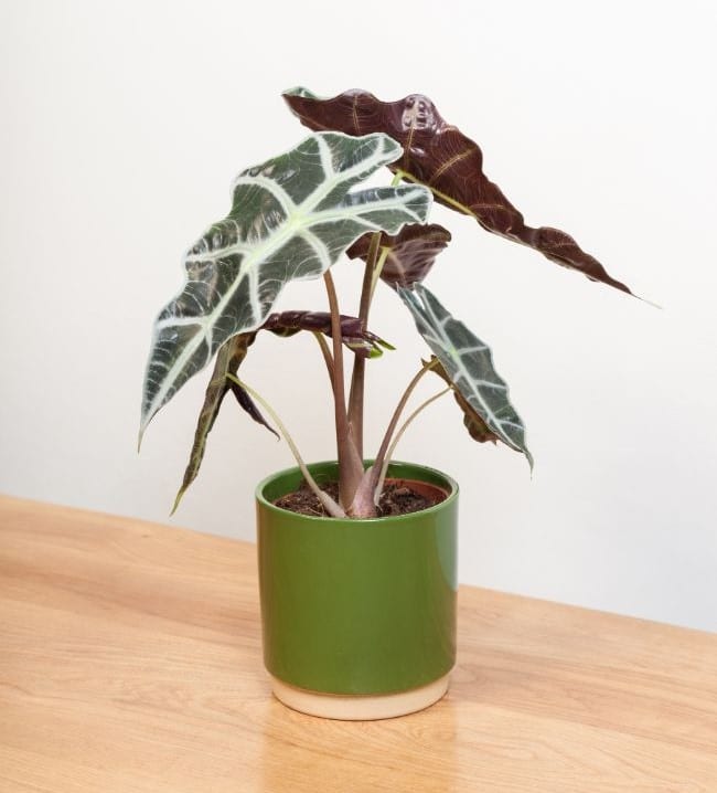 alocasia amazonica care alocasia polly