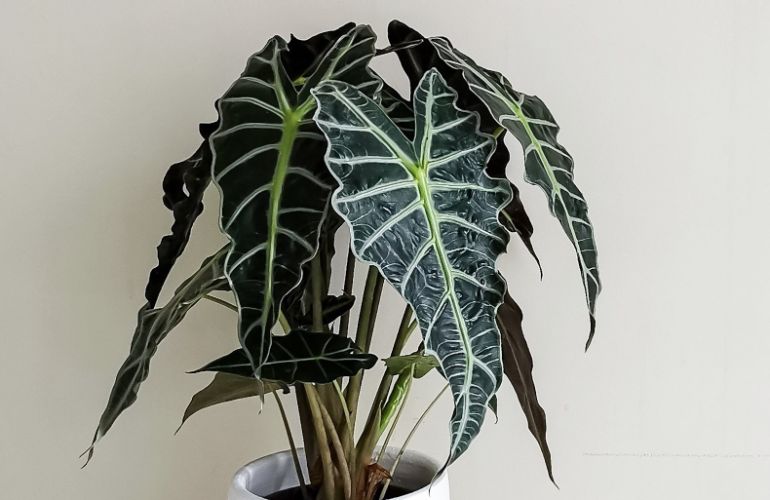 alocasia amazonica care