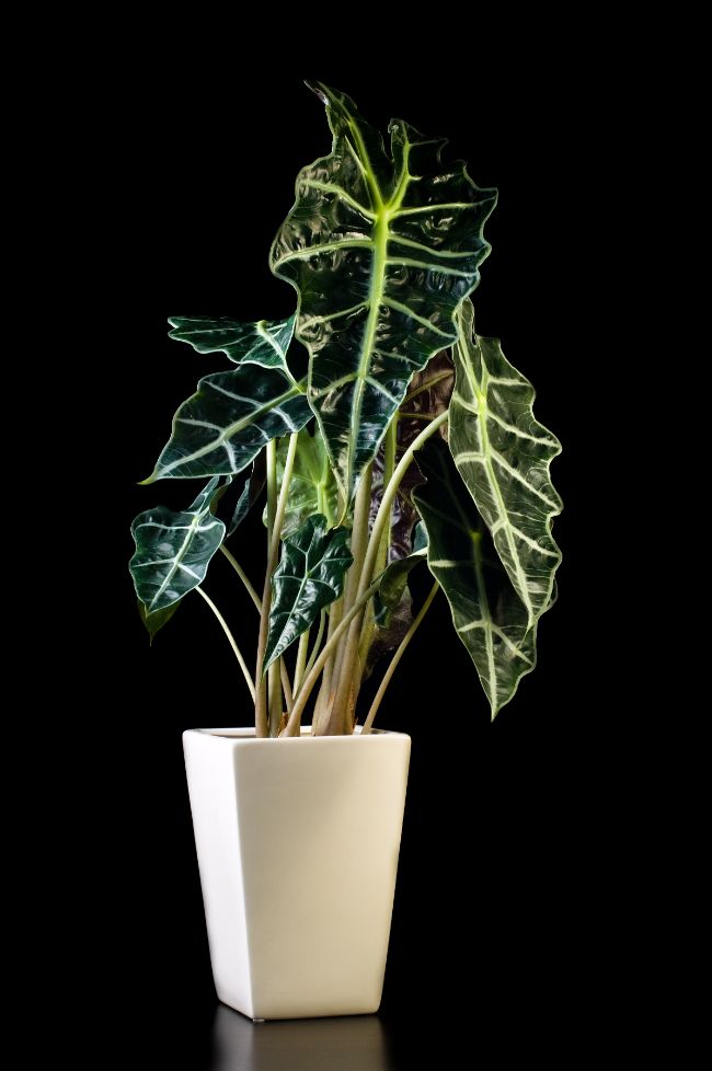 alocasia amazonica care alocasia polly