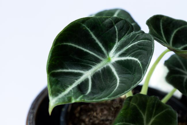 Alocasia Black Velvet Care Alocasia reginula