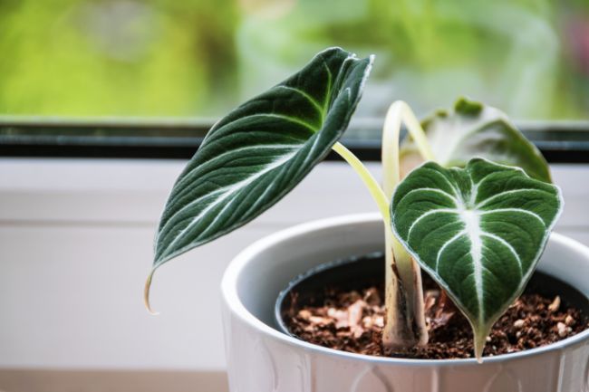 Alocasia Black Velvet