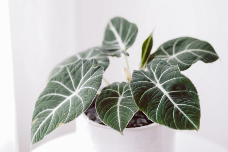 alocasia black velvet care