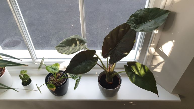 alocasia dormancy