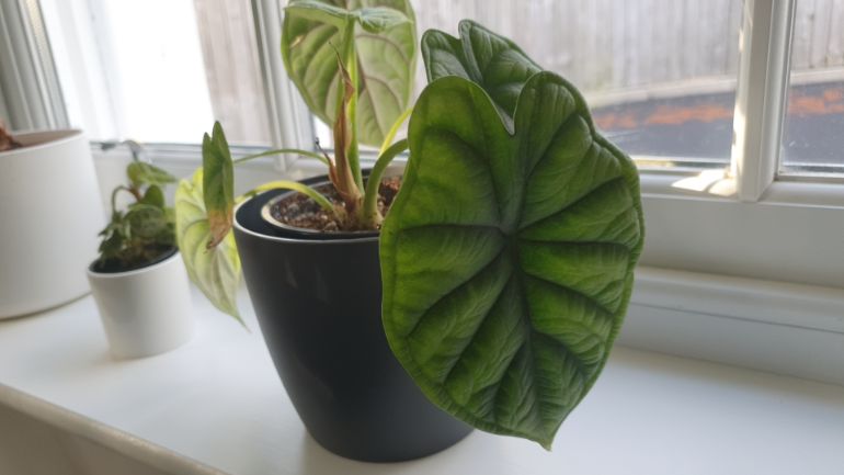 alocasia dormancy