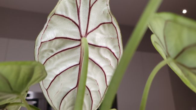 alocasia dragon scale care