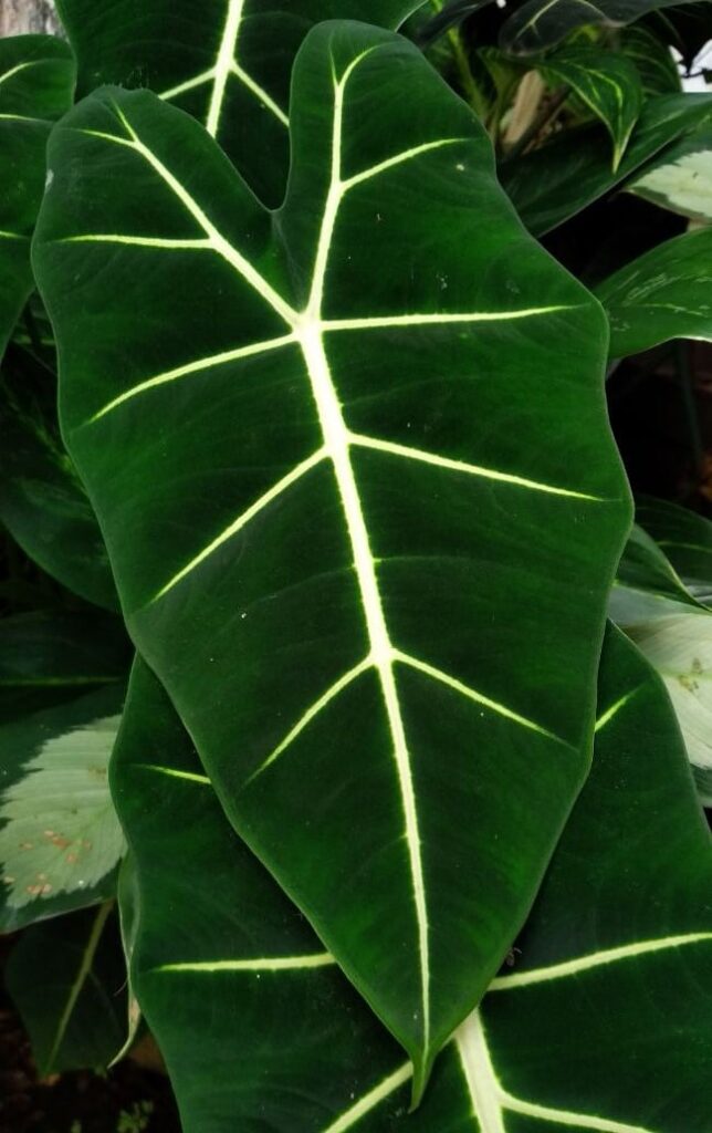 alocasia frydek care