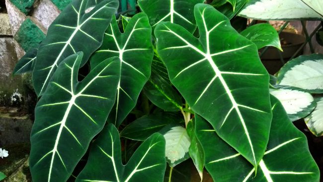 alocasia micholitziana ‘Frydek’