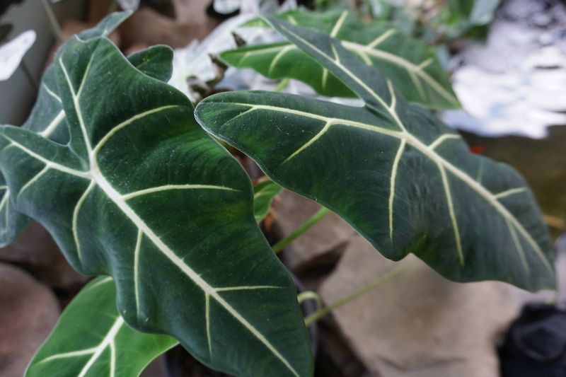 alocasia frydek care