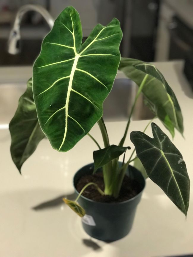 alocasia frydek care