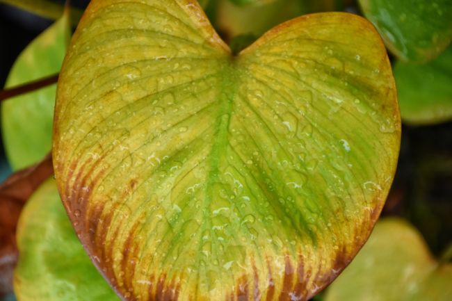 alocasia leaves drooping due to overwatering