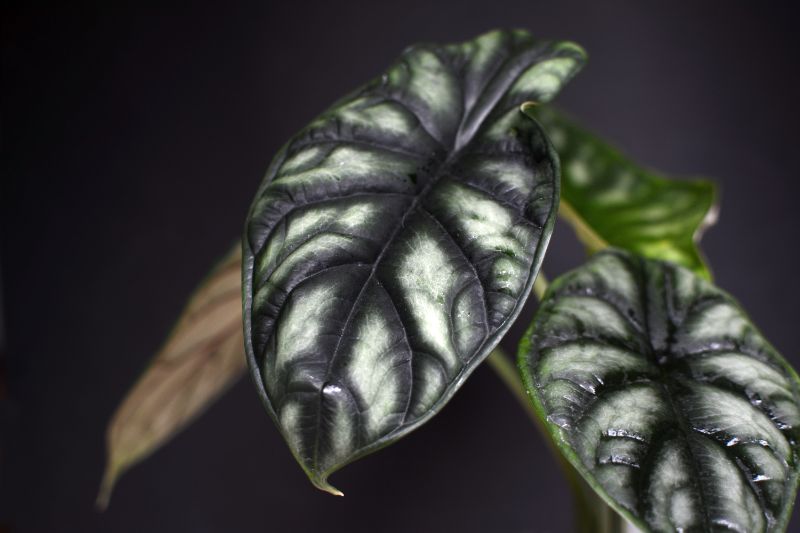 alocasia leaves drooping