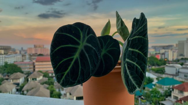 correct alocasia lighting to prevent drooping