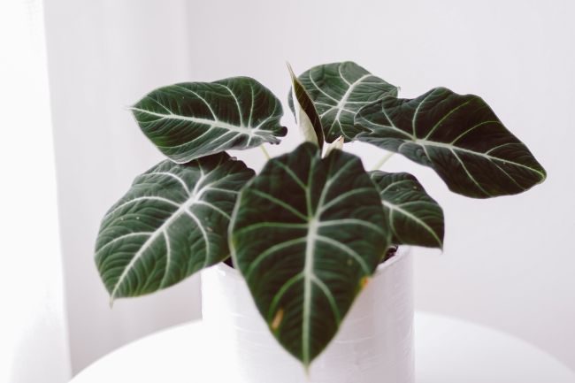 alocasia leaves turning yellow