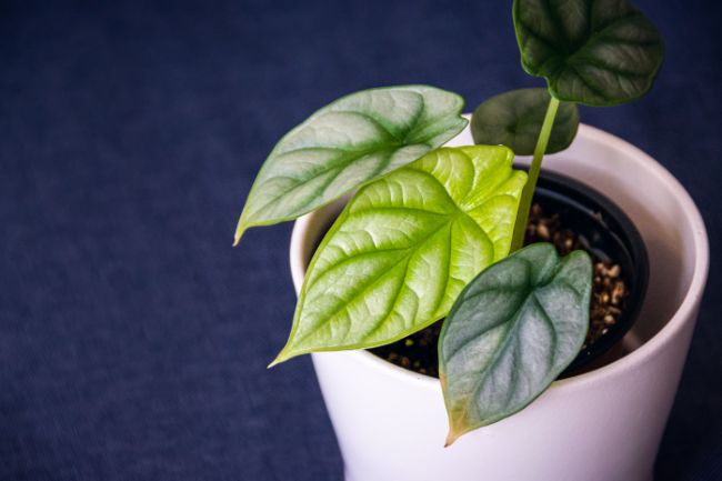 alocasia leaves turning yellow