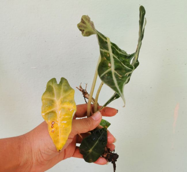 alocasia leaves turning yellow