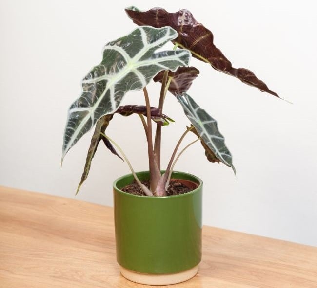 alocasia varieties alocasia amazonica polly