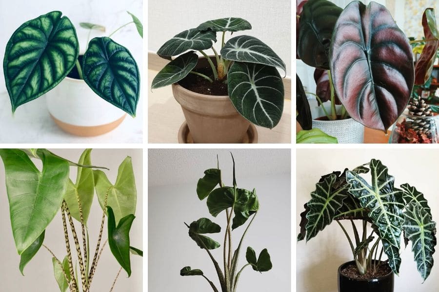 alocasia varieties