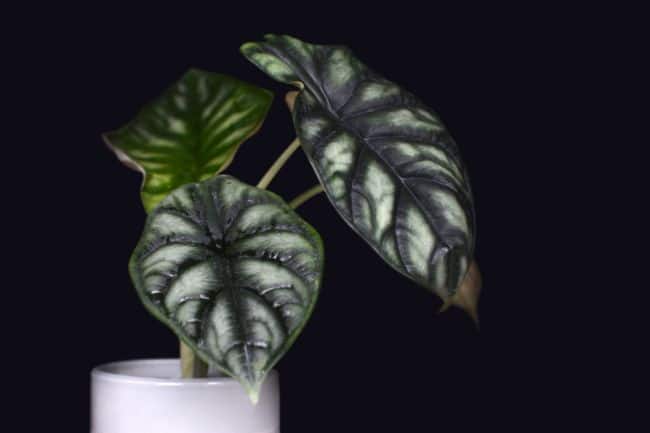 alocasia varieties dragon scale