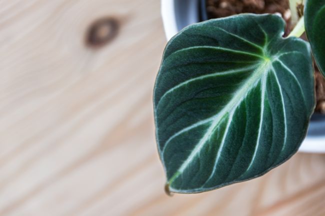 alocasia varieties black velvet