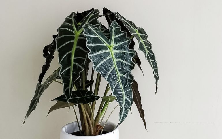 alocasia watering