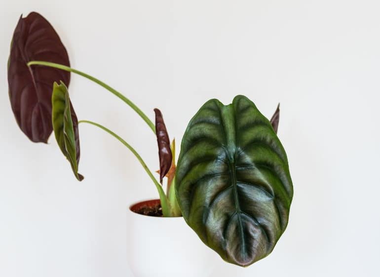 alocasia watering