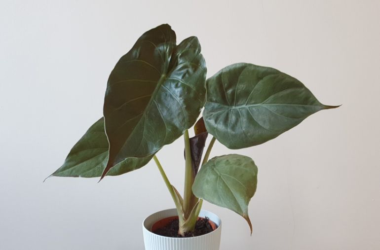 alocasia wentii care