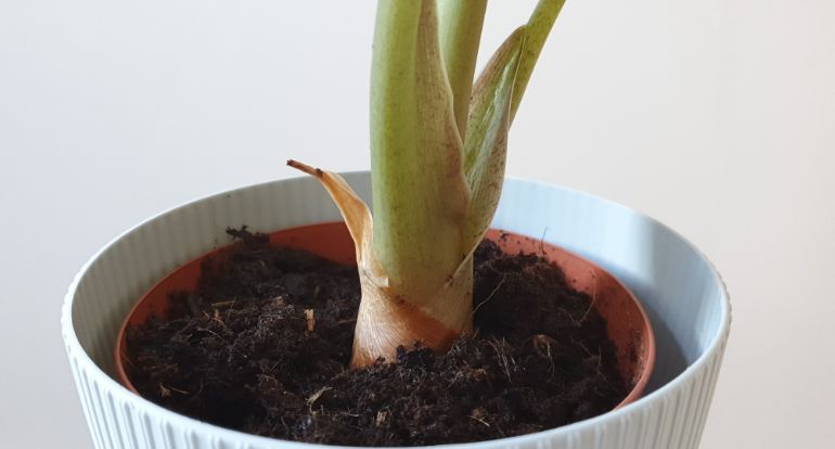 alocasia wentii stem