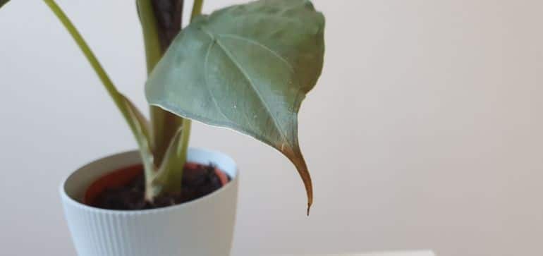 alocasia wentii care problems