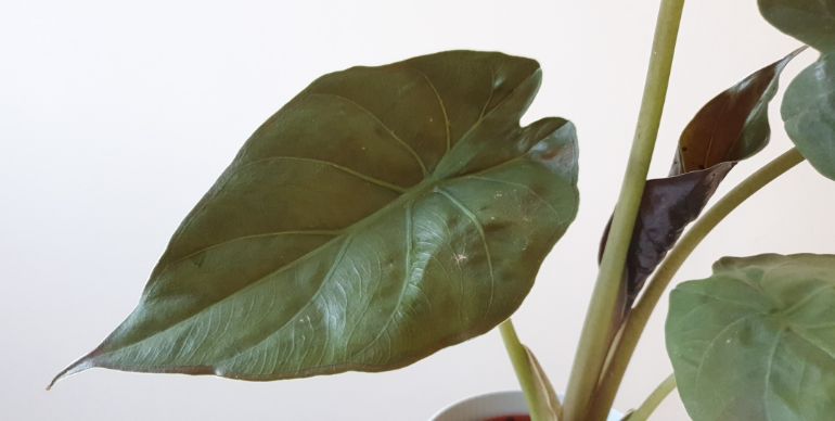 alocasia wentii care