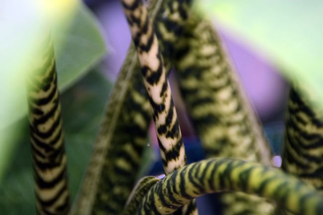 alocasia zebrina stems