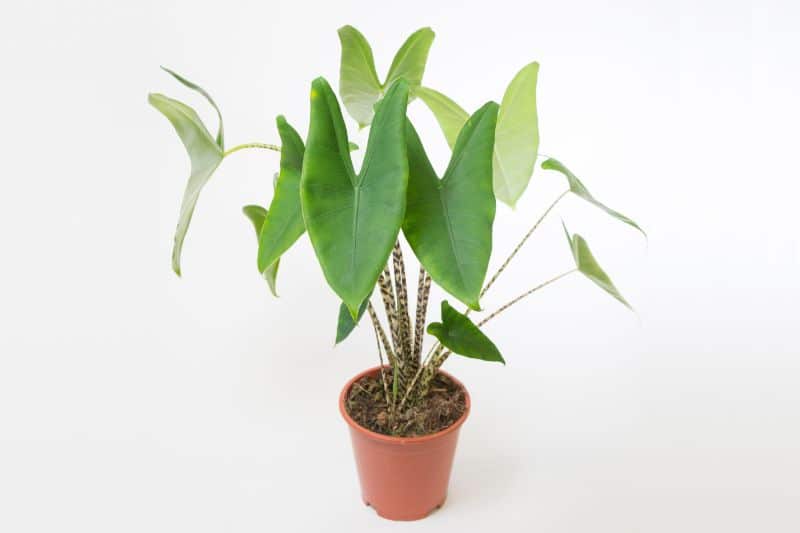 alocasia zebrina care