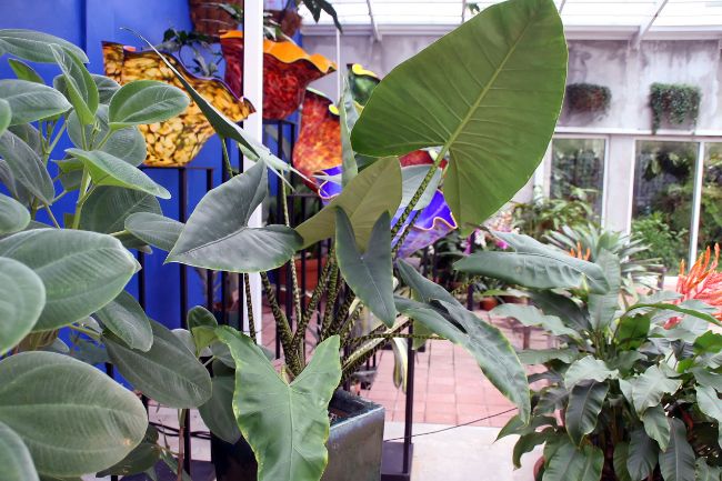 alocasia zebrina