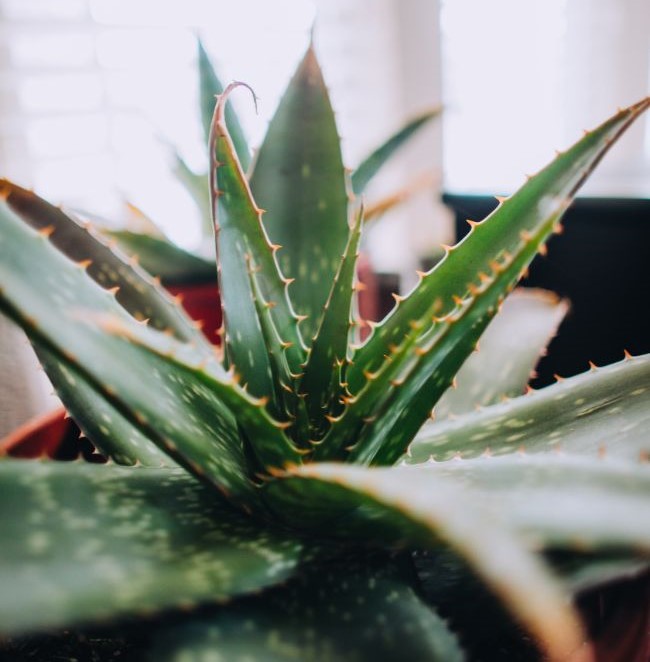 aloe plant turning red in response to bright sunlight