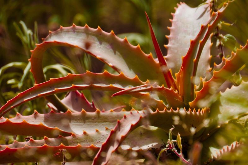 aloe plant turning red