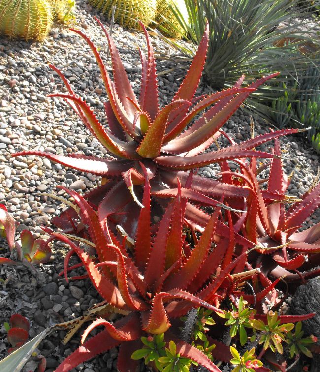 naturally red aloe plant Aloe cameronii