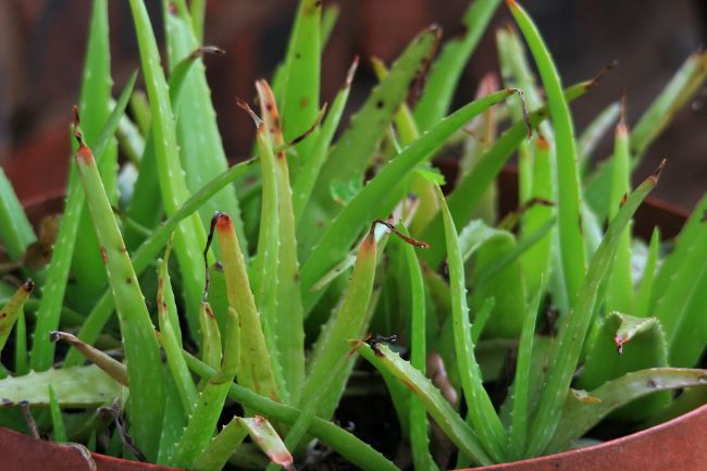 aloe plant red leaves