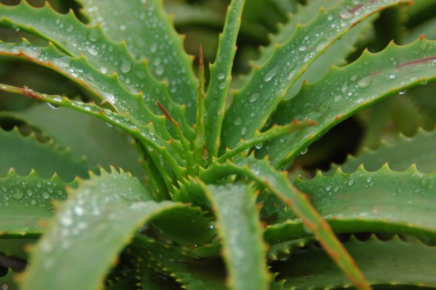 aloe vera plant turning brown