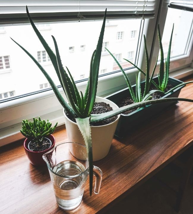 aloe vera plant turning brown due to watering problems