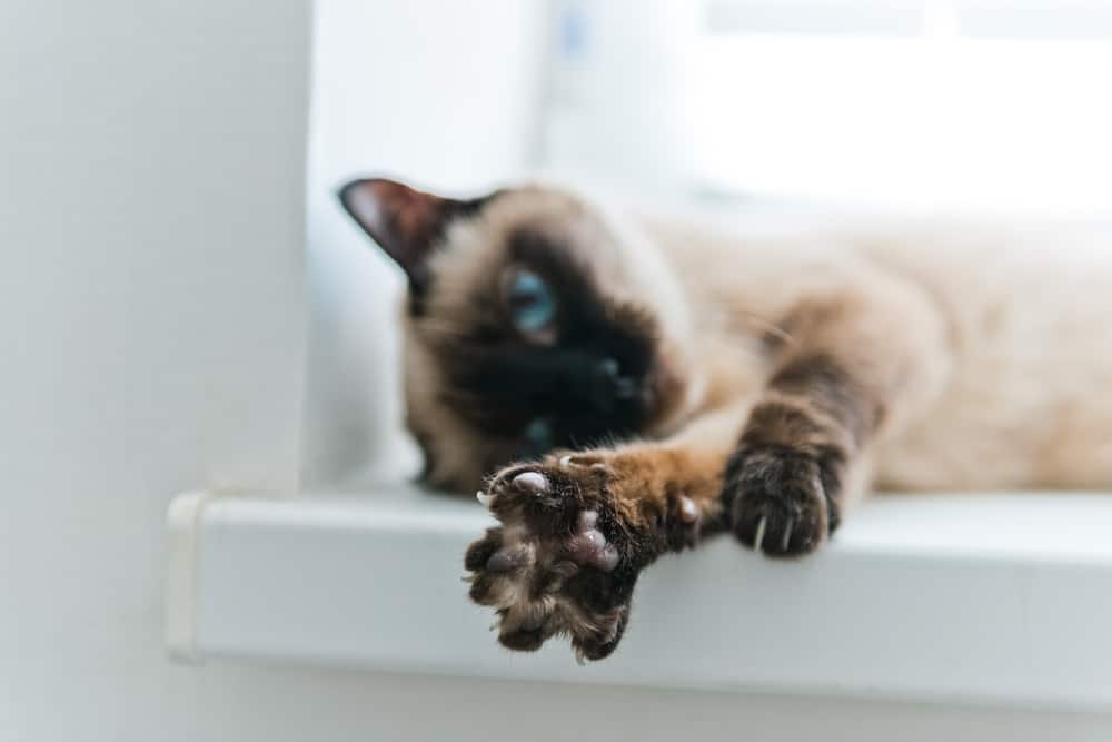 alternatives to declawing a cat