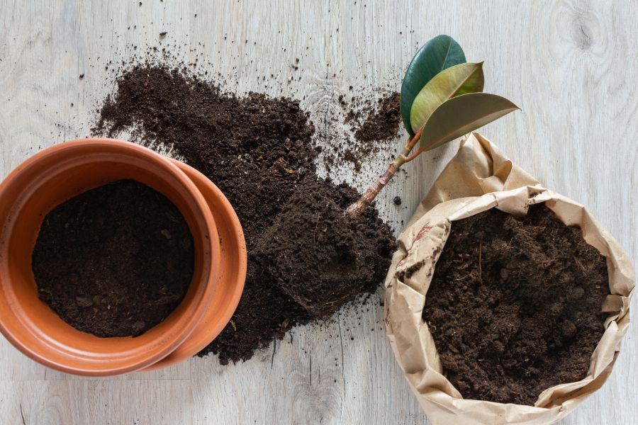 alternatives to peat moss