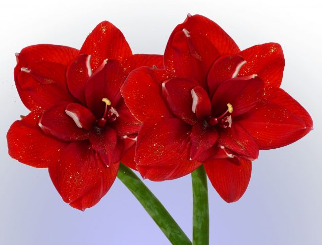 amaryllis houseplants with red flowers