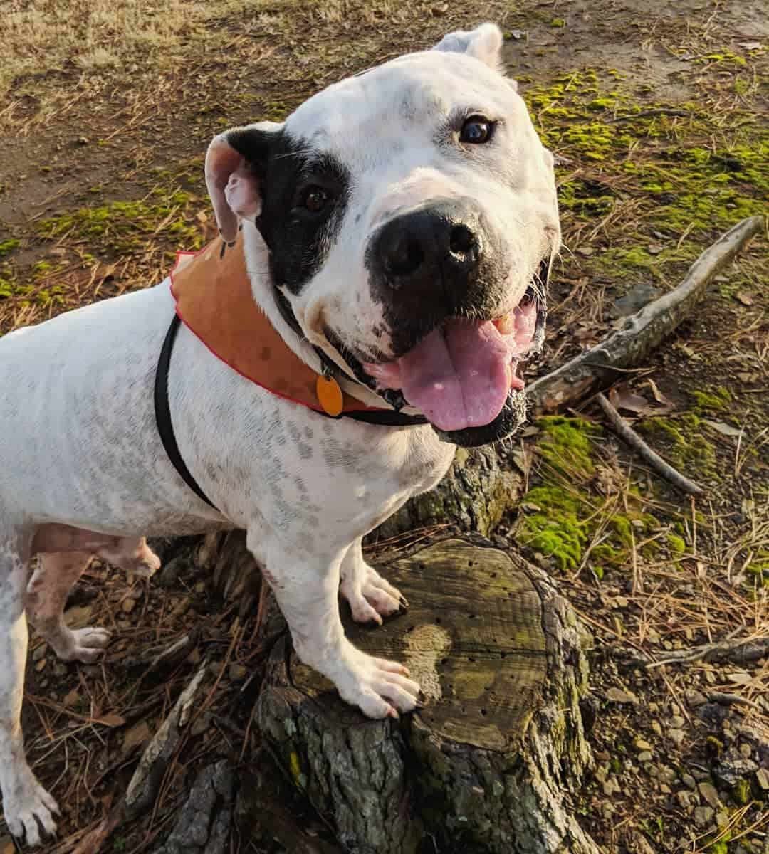 Bully Pit standing outdoors