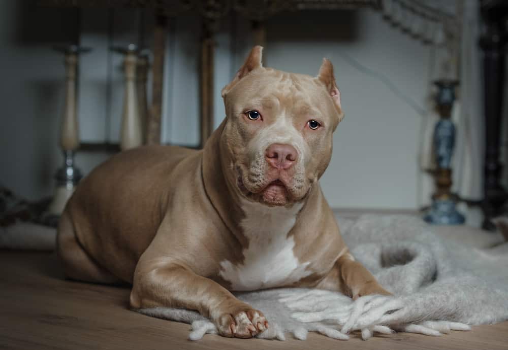 American bully lying on the floor in the room