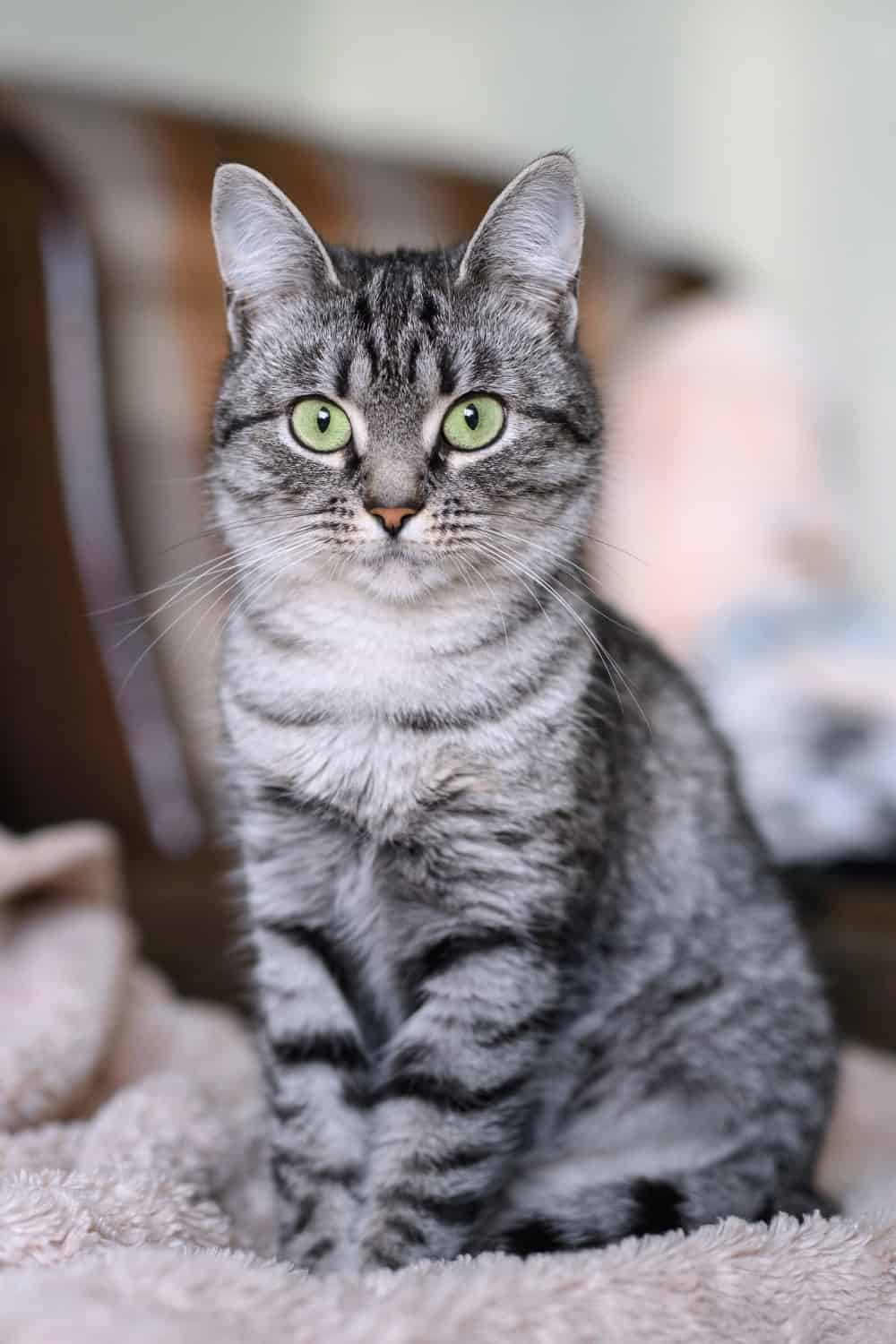 american shorthair cat