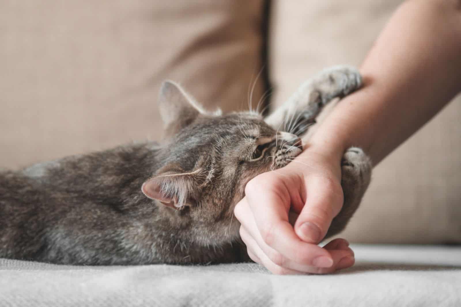 an aggressive cat scratches a woman's hand