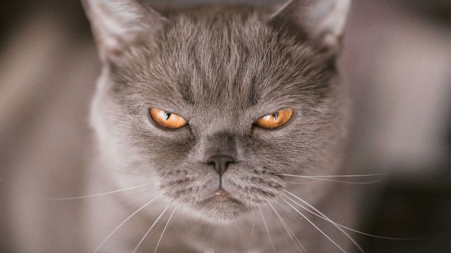 angry cat staring at something