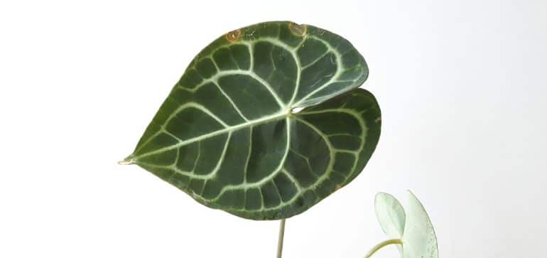 anthurium clarinervium brown leaves