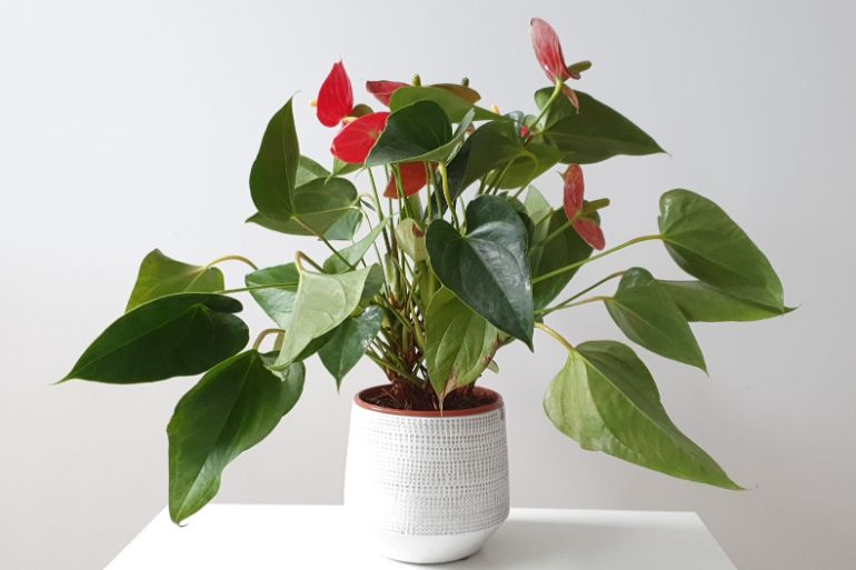 anthurium brown leaves